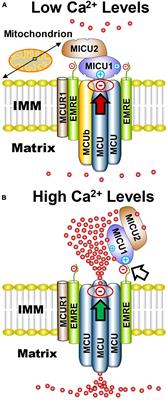 Preserving and enhancing mitochondrial function after stroke to protect and repair the neurovascular unit: novel opportunities for nanoparticle-based drug delivery